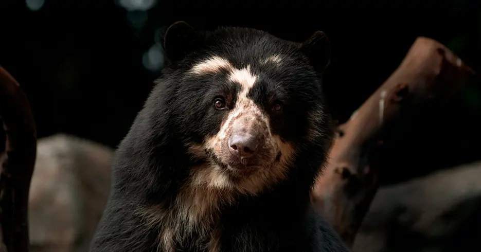 Animals of Peru: Andean bear, spectacled bear
