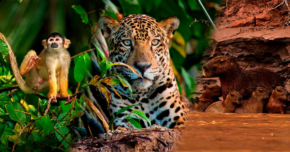 different types of mammals in Tambopata
