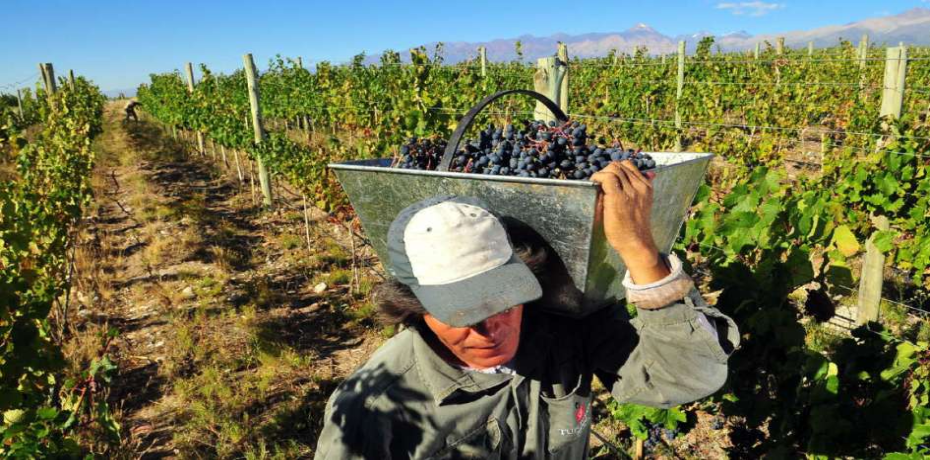 grape-picking