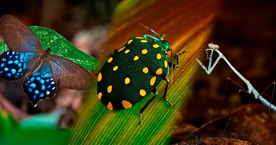 Different insects in Tambopata, butterflies, mantis beetles and more