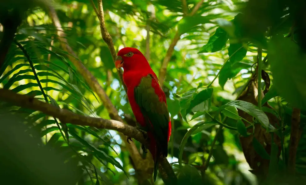 The best time to travel to the Peruvian jungle