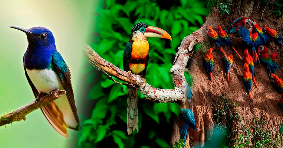 Macaws and different types of birds in Tambopata