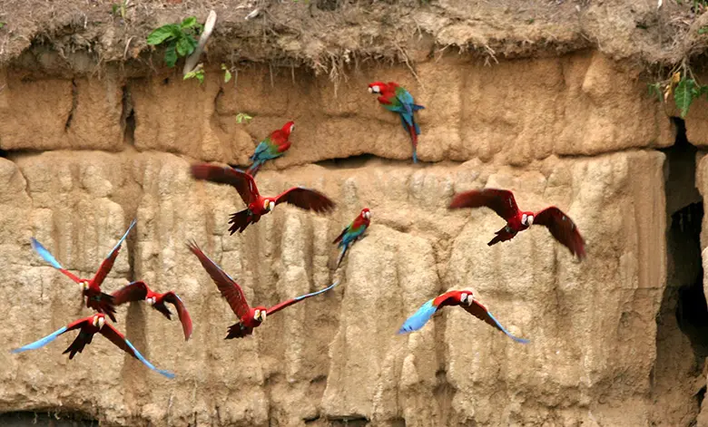 Manu National Park