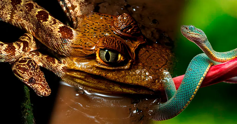Reptiles of all kinds, alligators, snakes, and more in the Tambopata National Reserve