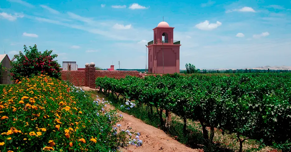 vineyards in Huacachina