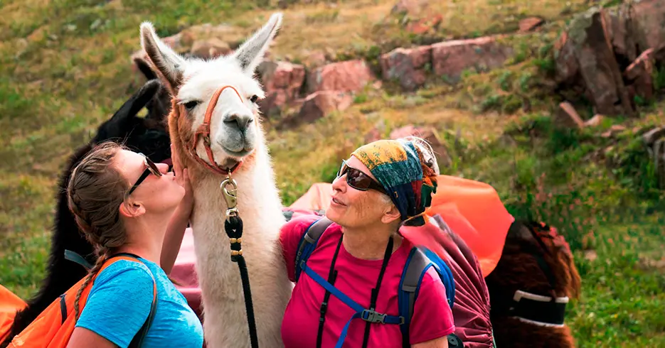 Tourists with the animals of Peru