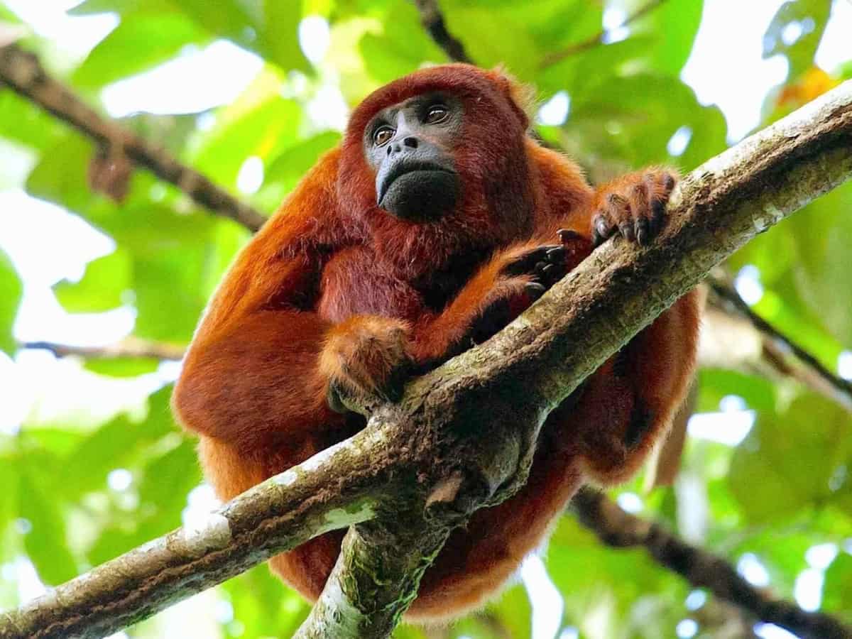 Monkey in peruvian Amazonia