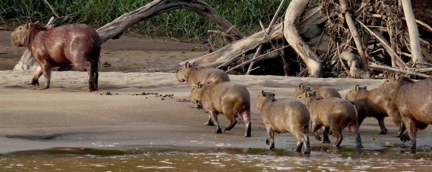 Spot Wild Capybaras in the Amazon.