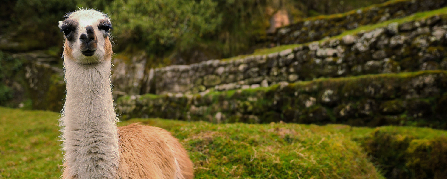 Machu picchu full day
