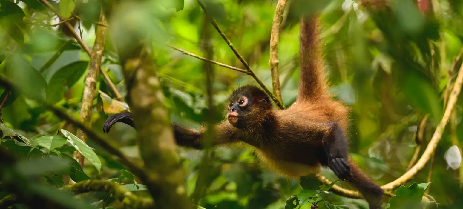 Monkey Island madre de dios