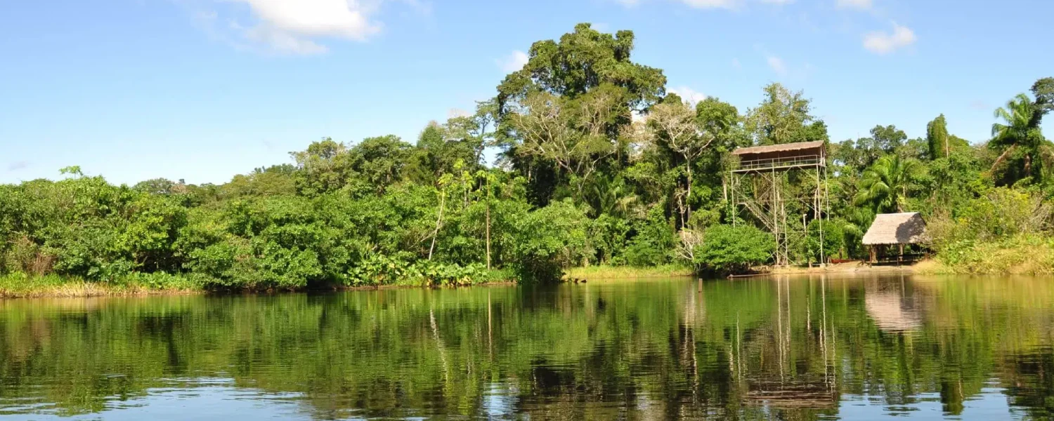 Vibrant and lush Tambopata rainforest.