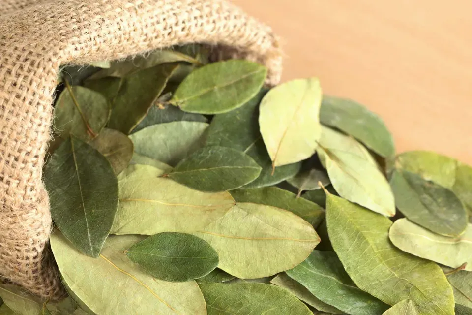 Coca Leaves Used to Make Traditional Peruvian Tea Dried coca leaves arranged in a traditional woven basket in Peru