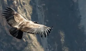 condor-cayon-chonta
