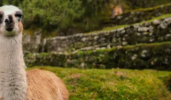 Machu picchu full day