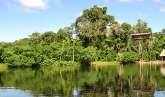 Vibrant and lush Tambopata rainforest.
