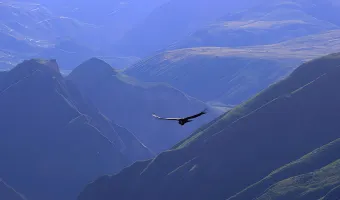 Andean condor chonta canyon Peru