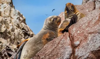 Sea lions resting on rocky cliffs off the coast of Paracas, Peru