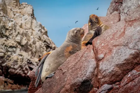 Sea ​​lions the Ballestas Islands Peru