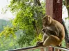 monkey island Peru