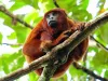 Monkey in peruvian Amazonia