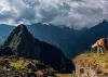 Baby llama in Machu Picchu, Peru
