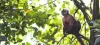 Monkey island Madre de dios 9 days