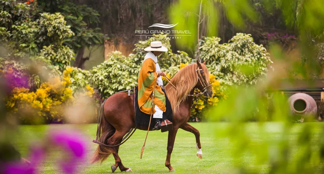 Chalan riding a Peruvian Paso Horse in a cultural exhibition, showcasing its elegant gait on a green lawn