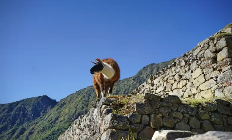 Interesting Facts About Machu Picchu
