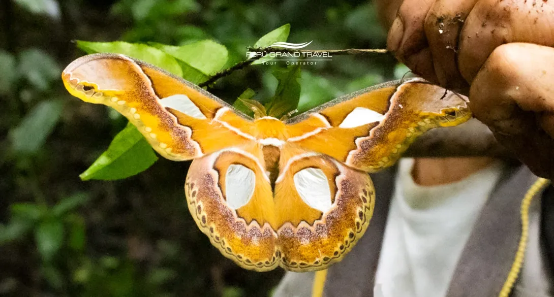 Machu Picchu Butterfly Sanctuary: Nature, Conservation, and Beauty in the Heart of the Andes