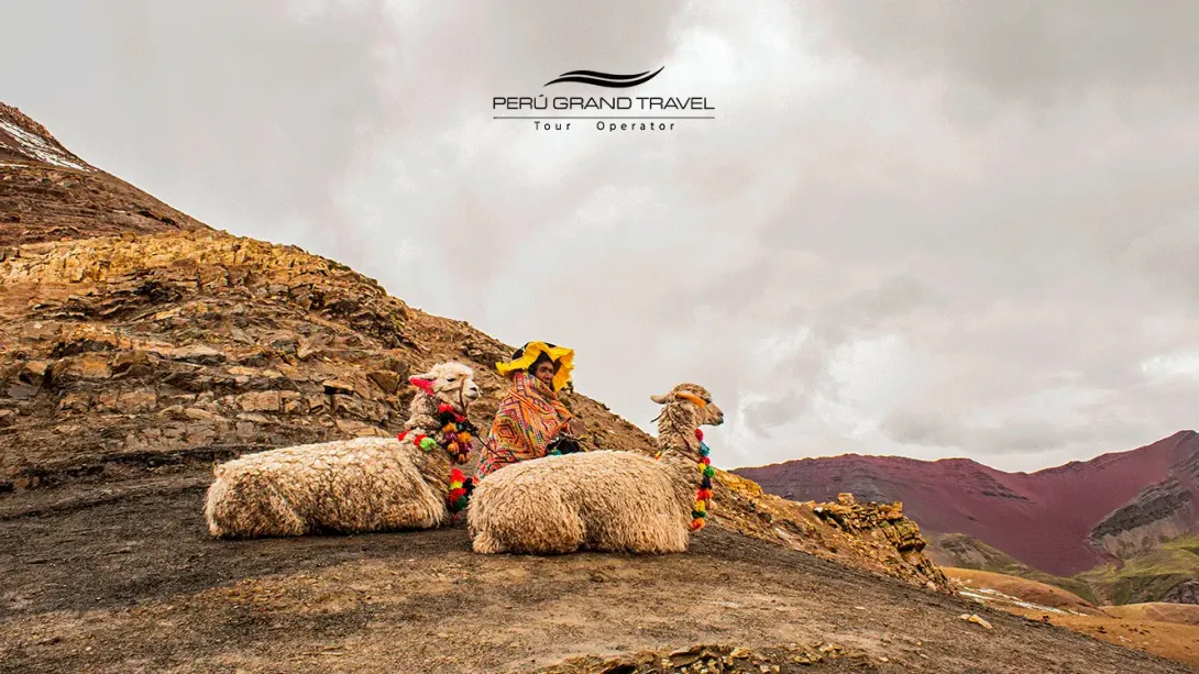 Peaceful llama on a Palcoyo Rainbow Mountain tour from Cusco