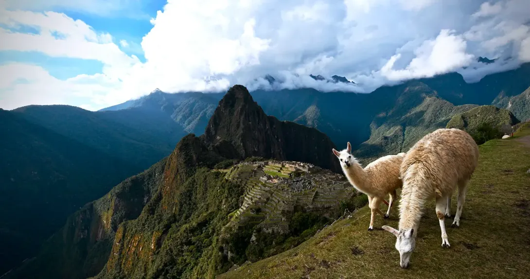 animals of Peru