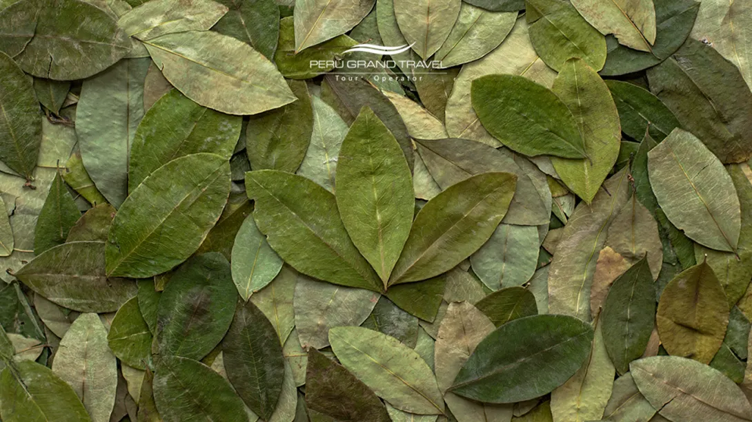 magical coca leaves to avoid Altitude altitude sickness in Peru